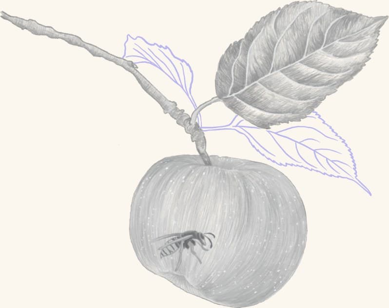 An apple on the branch
