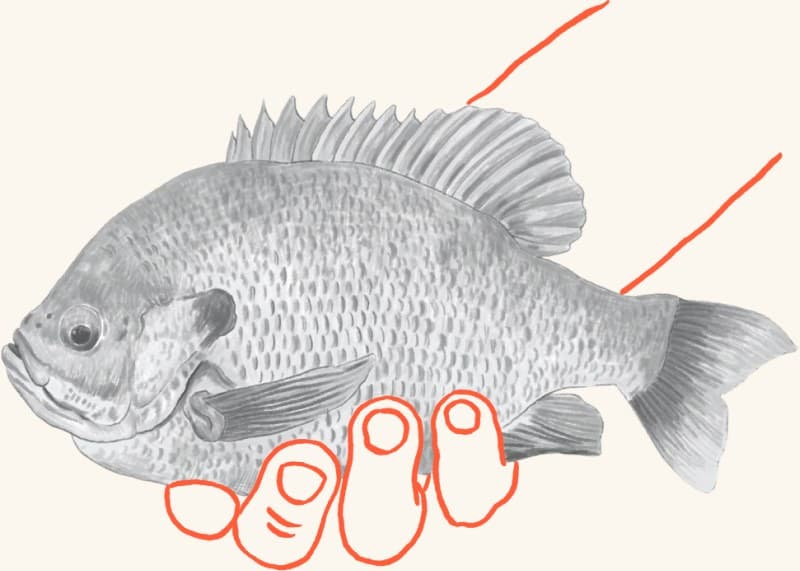 A hand holding a freshly caught sunfish