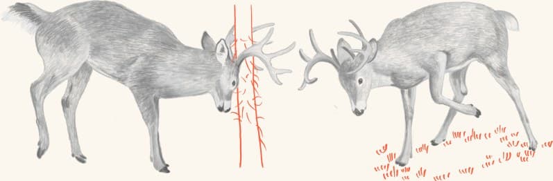 Two bucks sparring