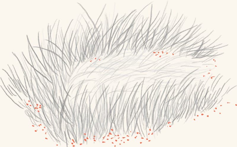 A duck's ground nest in the grass