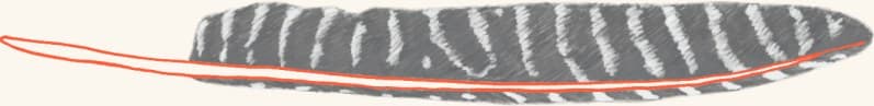 A wild turkey feather