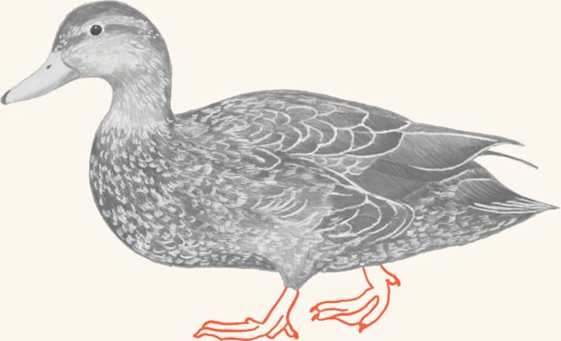 A hen mallard