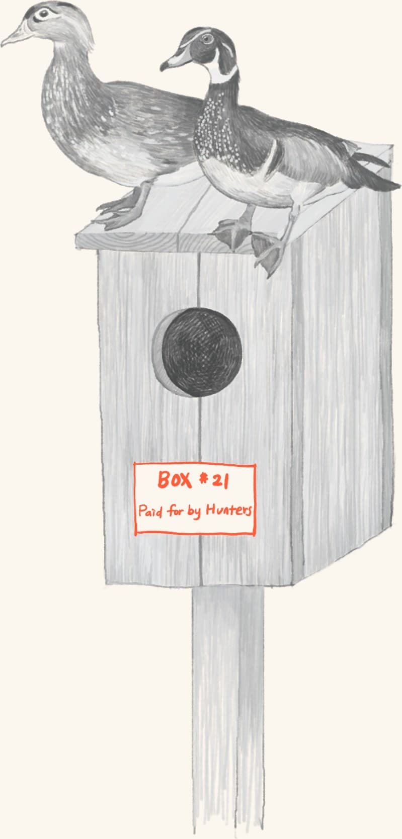 A pair of wood ducks on a hunter-funded nest box