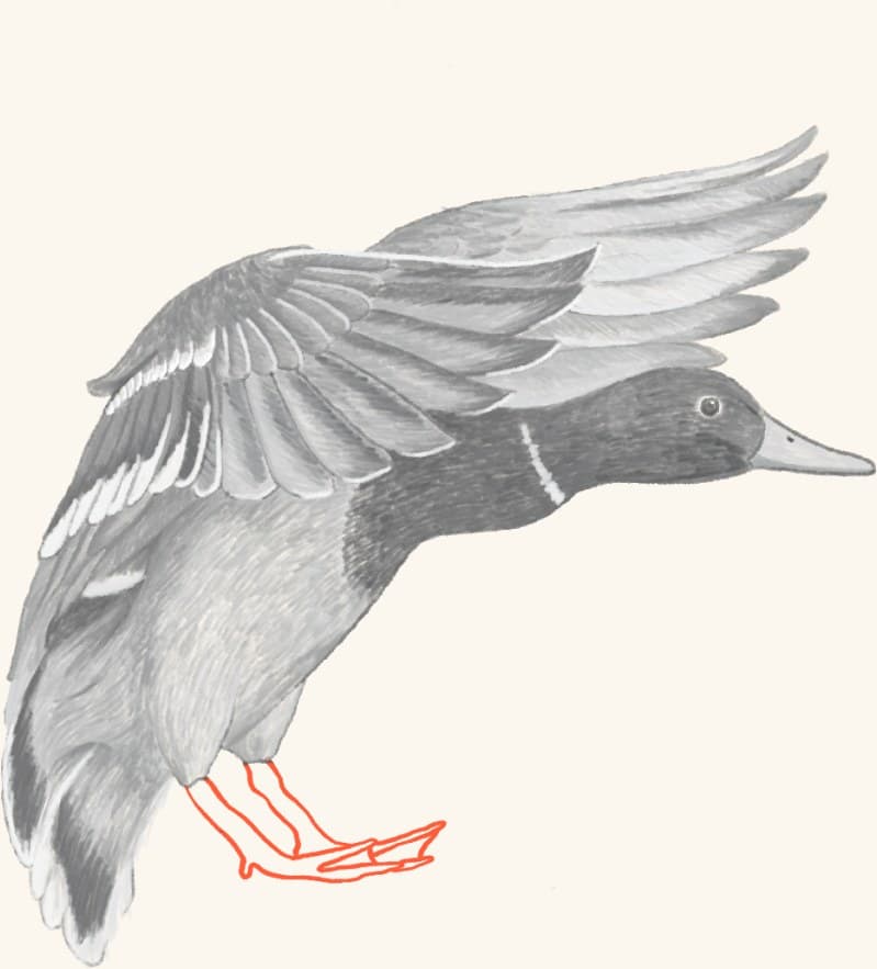 A mallard drake in flight
