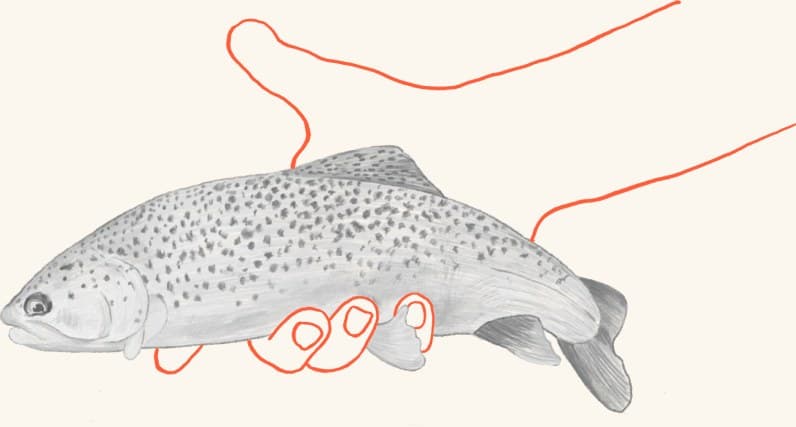 A hand holding a trout