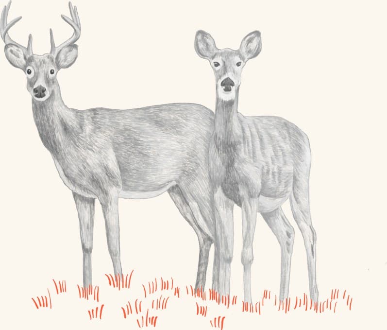 A whitetail buck and doe