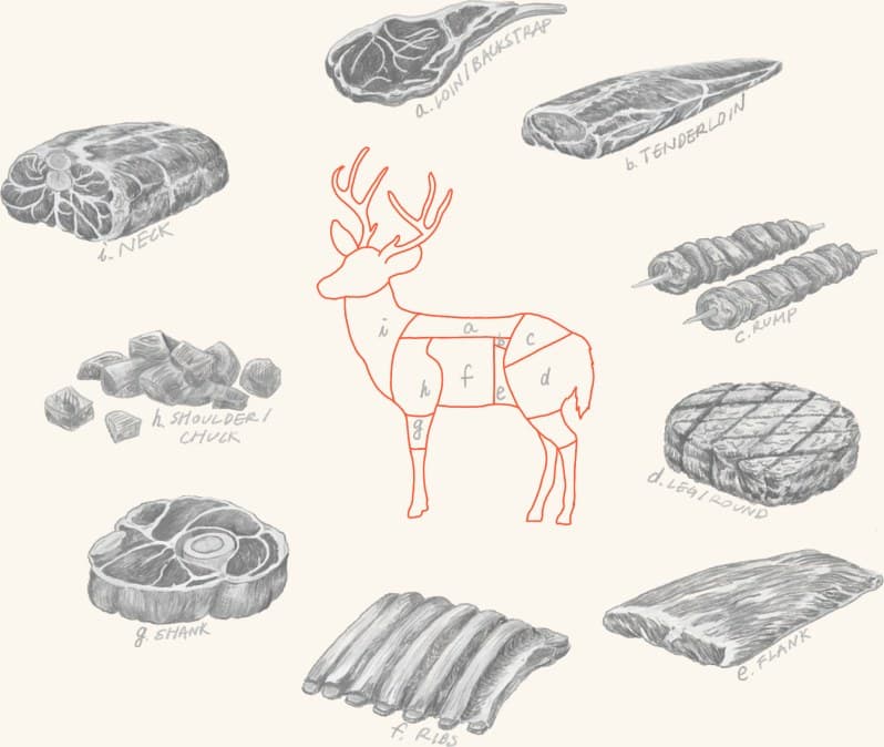 Venison cuts with a butchery diagram of a deer