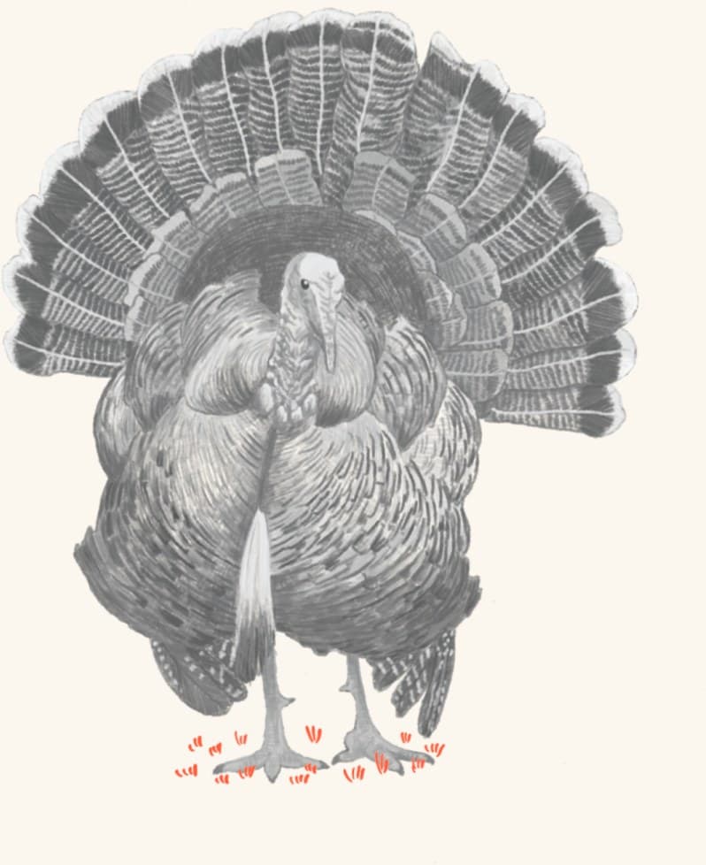 A wild turkey tom in full strut