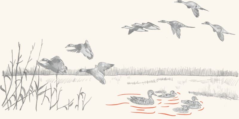 Waterfowl over a marsh with decoys