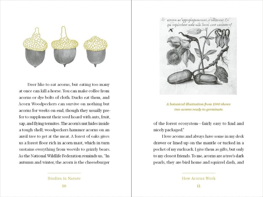 An interior spread pairing an acorn illustration with body text