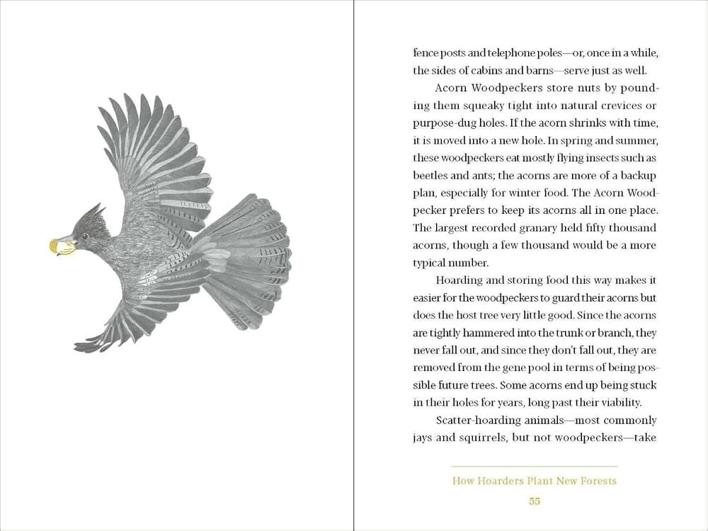 An interior spread with an acorn woodpecker illustration facing body text