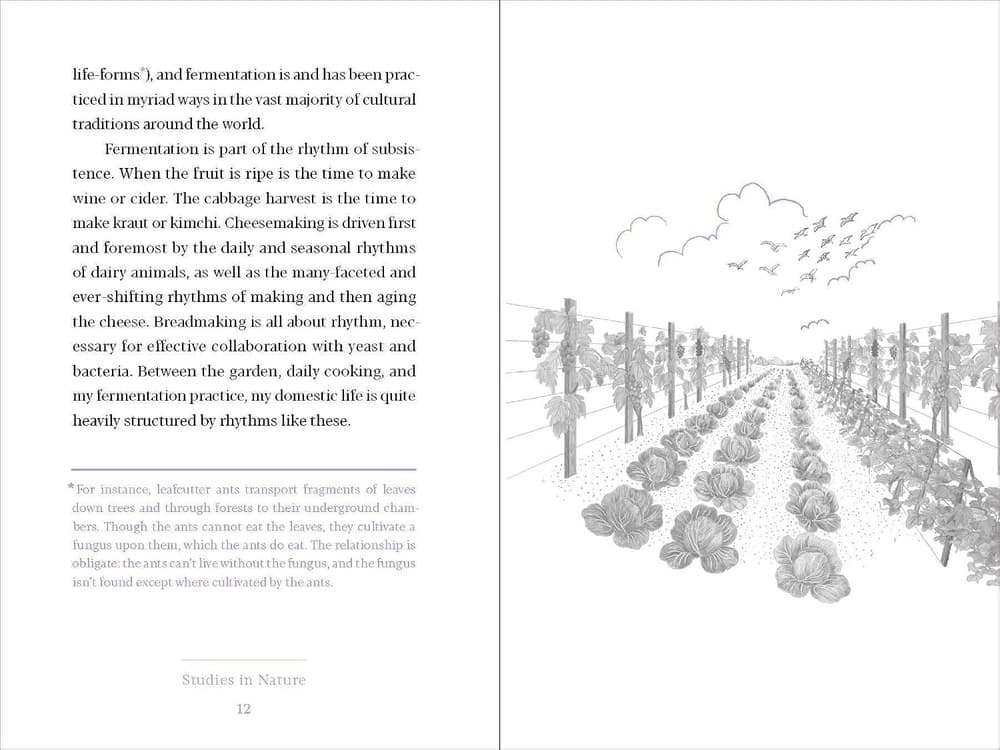 An interior spread with a vineyard illustration facing body text