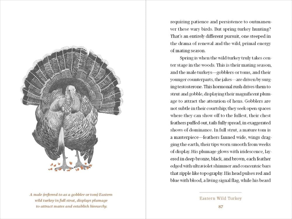 An interior spread with a wild turkey illustration facing body text