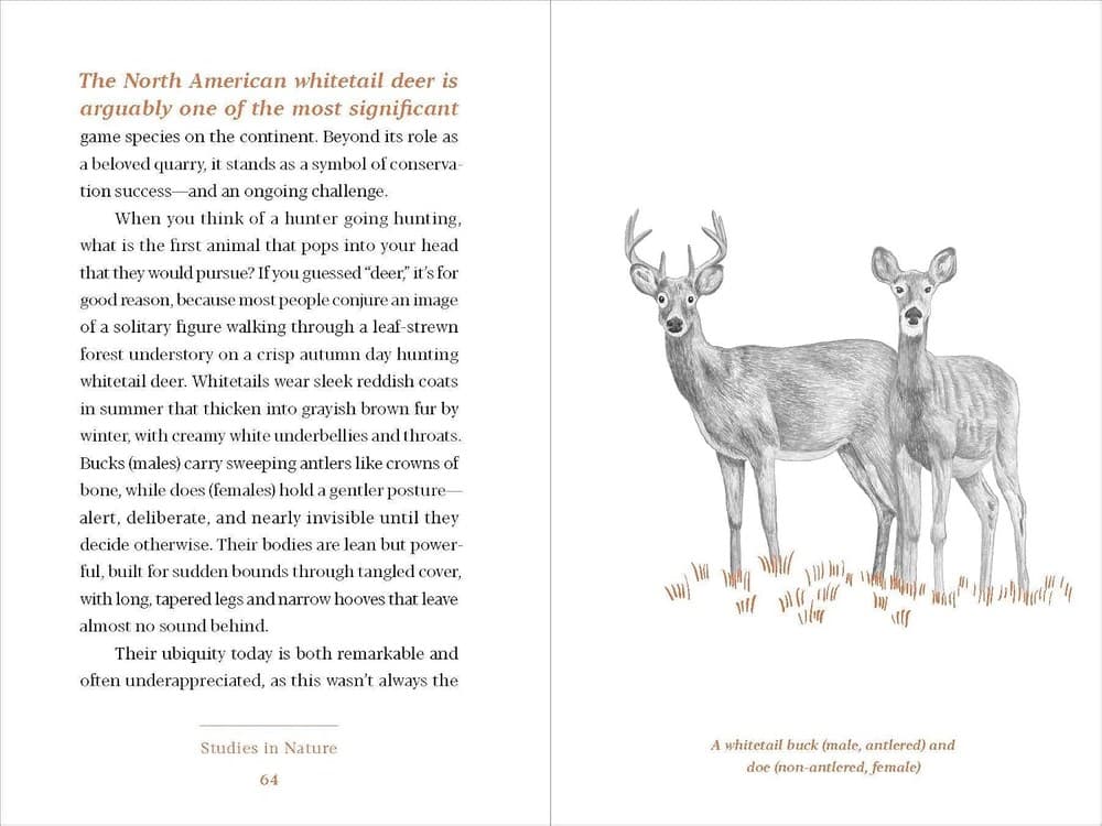 An interior spread with a whitetail deer illustration and body text
