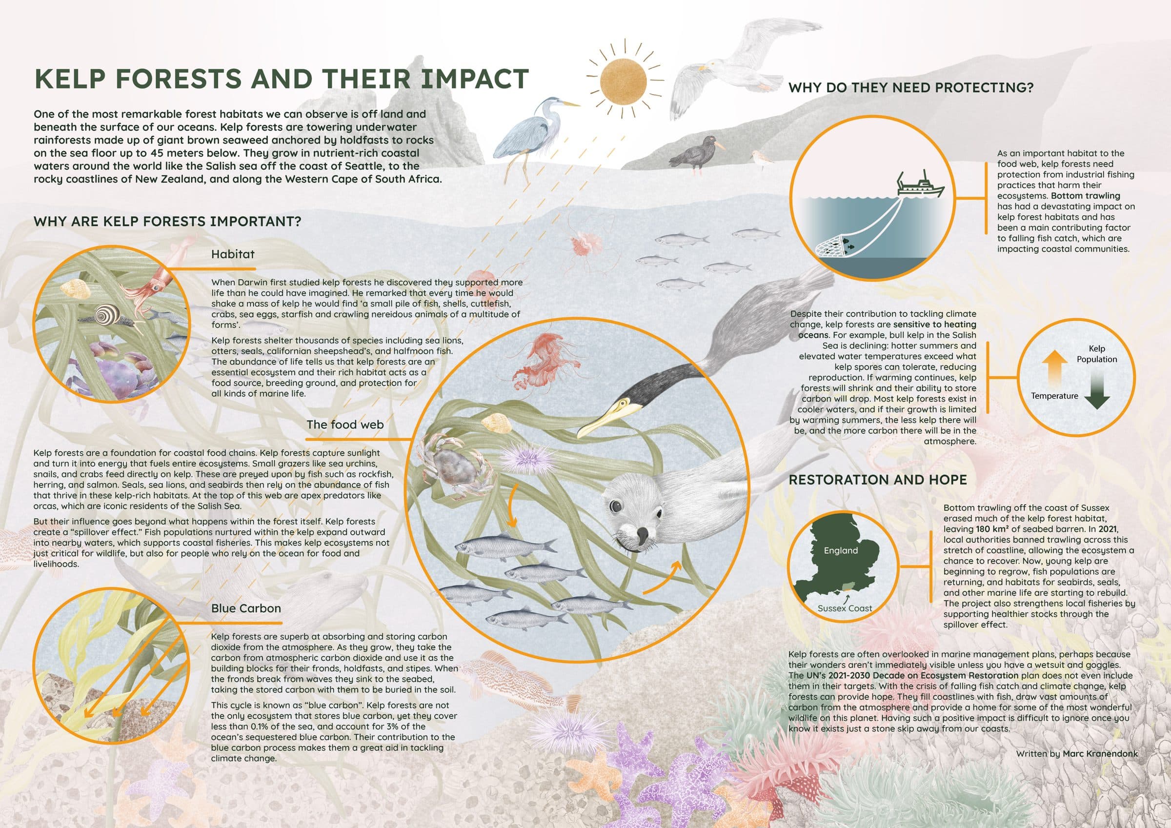 An illustrated infographic on kelp forests — the underwater food web, blue carbon storage, the threat from bottom trawling, and restoration work off the coast of Sussex