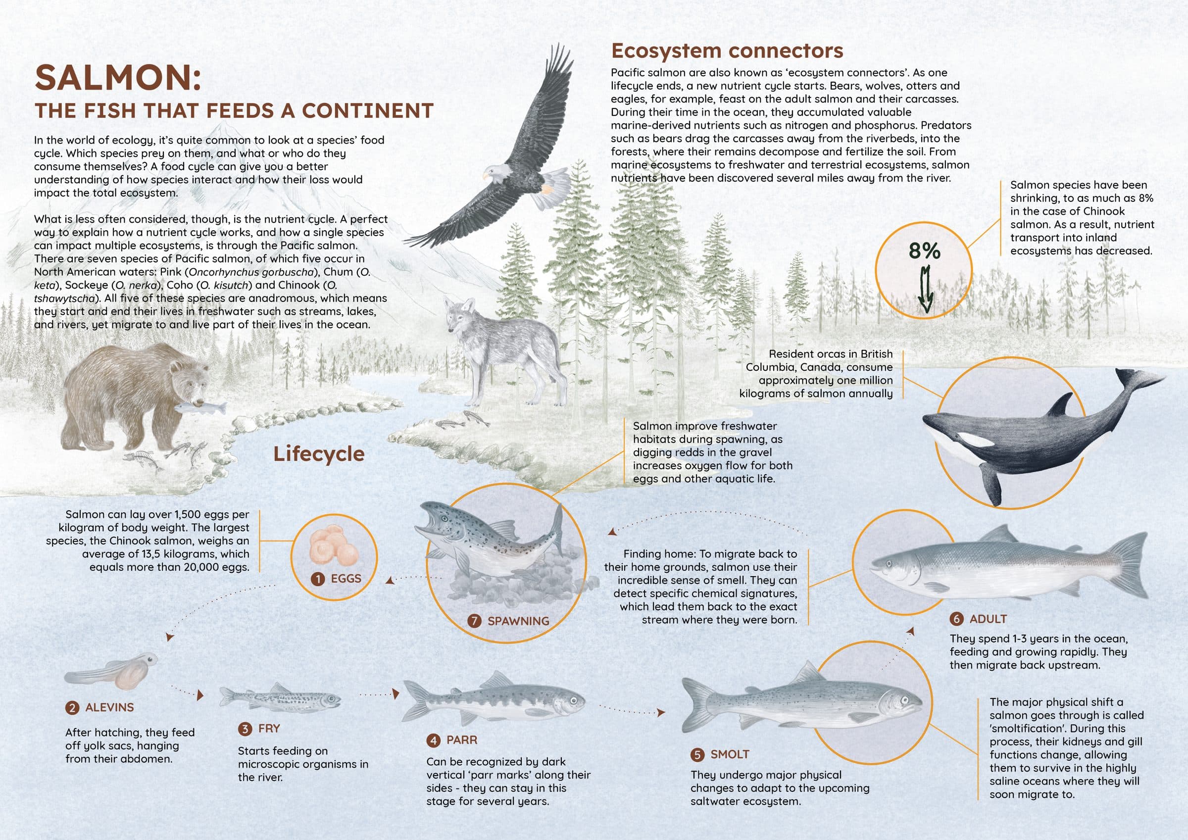 An illustrated infographic tracing the Pacific salmon life cycle from eggs through fry, parr and smolt to adult, alongside the bears, wolves, eagles and orcas whose ecosystems depend on the salmon run