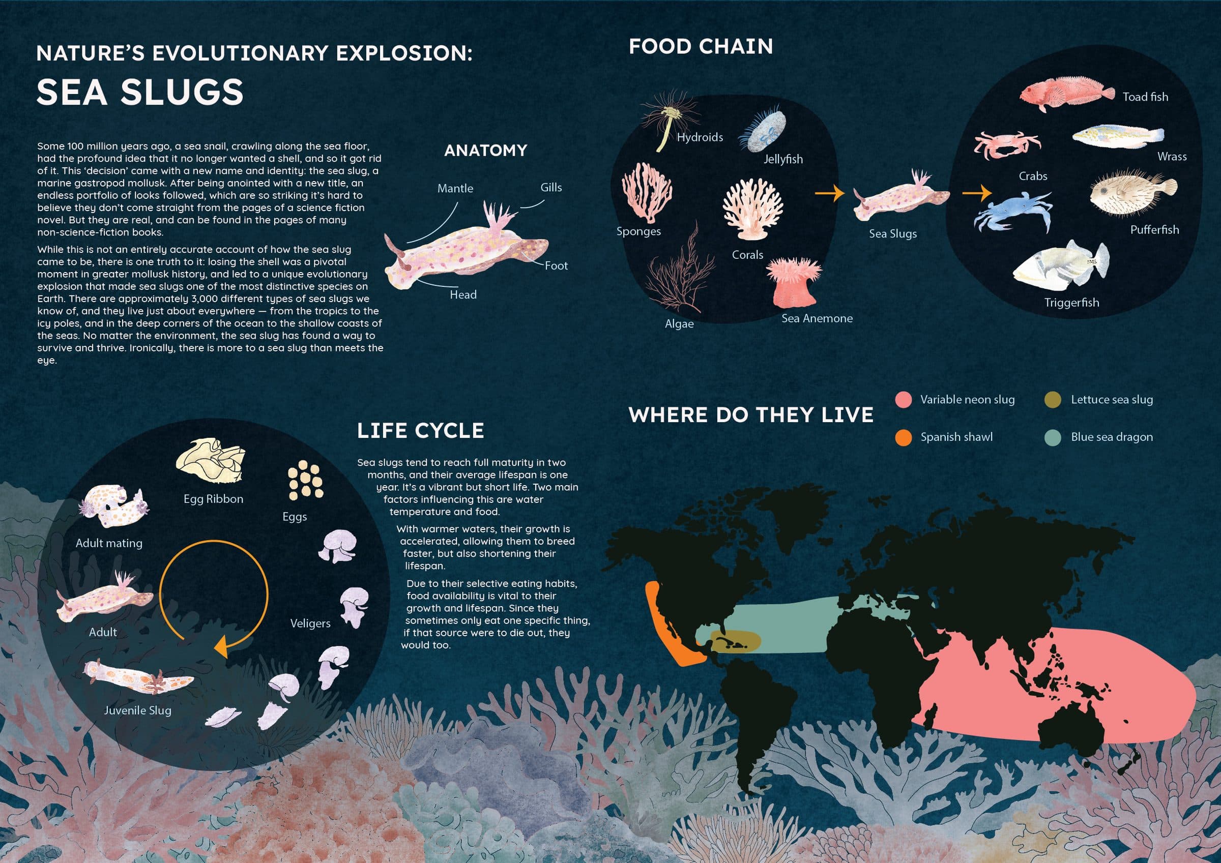 The left half of an illustrated sea slug spread, covering anatomy, the food chain, the life cycle from egg ribbon to adult, and a world map of where sea slugs live