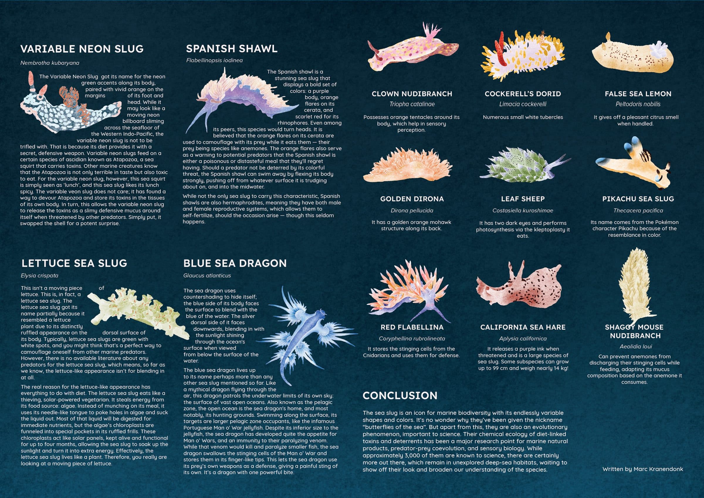 The right half of the sea slug spread, with painted profiles of twelve species including the variable neon slug, Spanish shawl, blue sea dragon, lettuce sea slug and Pikachu sea slug