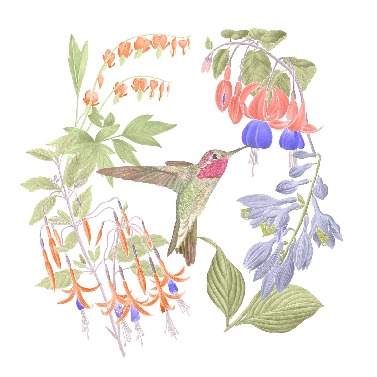 A watercolour Anna's hummingbird among fuchsias, hostas, and bleeding hearts