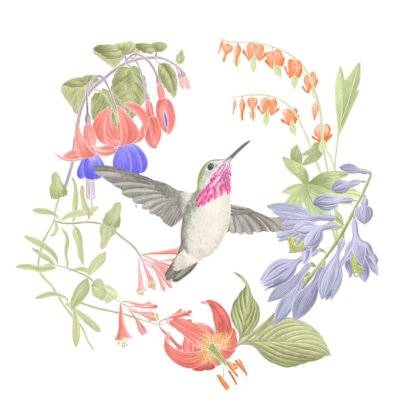 A watercolour calliope hummingbird hovering among bleeding hearts, hostas, and a tiger lily