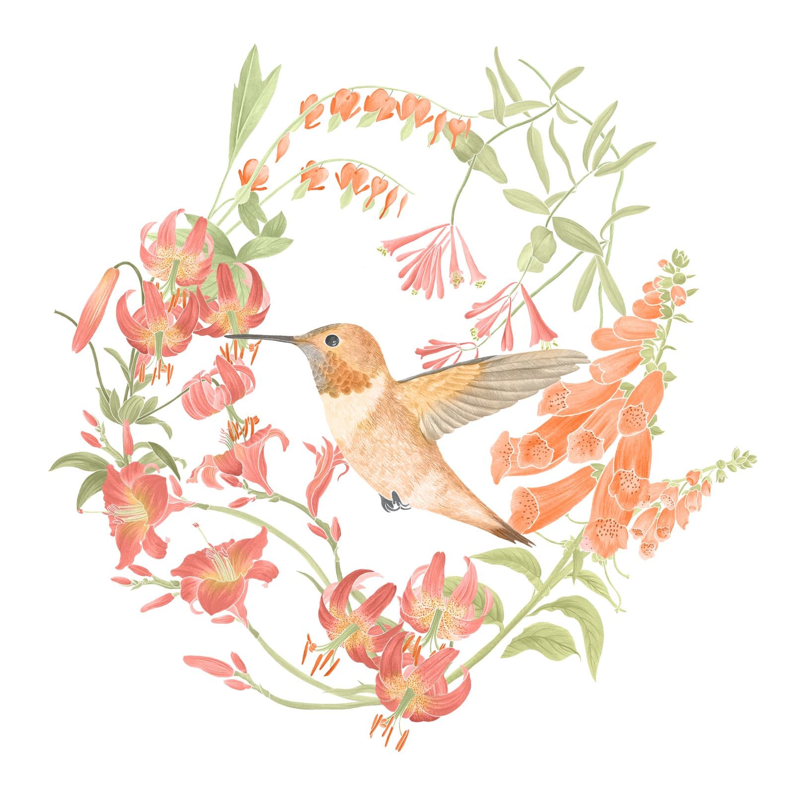 A watercolour rufous hummingbird feeding on tiger lilies, honeysuckle, and foxgloves