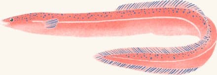 American Eel — an illustrated motif from the Billion Oyster Project mural