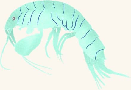 Amphipod — an illustrated motif from the Billion Oyster Project mural
