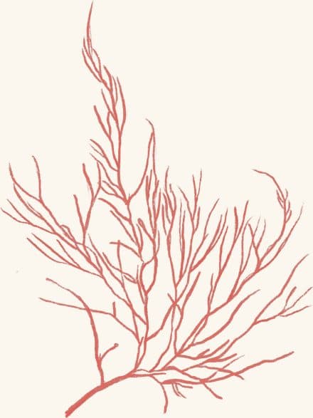 Asgard’s Red Weed — an illustrated motif from the Billion Oyster Project mural