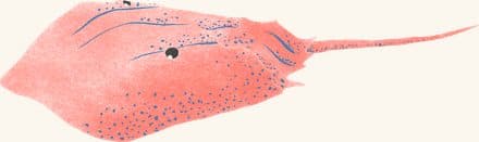 Atlantic Horseshoe Crab — an illustrated motif from the Billion Oyster Project mural