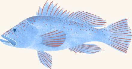 Black Sea Bass — an illustrated motif from the Billion Oyster Project mural