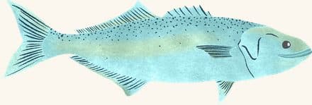Bluefish — an illustrated motif from the Billion Oyster Project mural