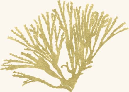 Brown Bushy Bryozoan — an illustrated motif from the Billion Oyster Project mural
