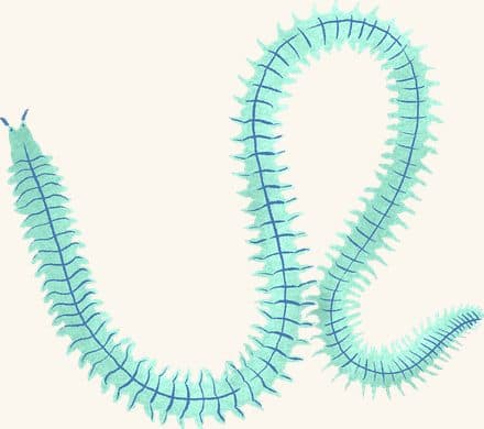 Clam Worm — an illustrated motif from the Billion Oyster Project mural