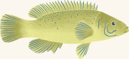 Cunner — an illustrated motif from the Billion Oyster Project mural