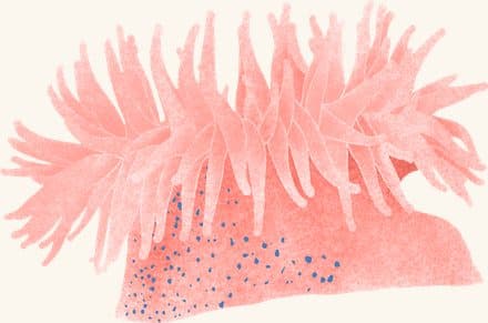 Dahlia Anemone — an illustrated motif from the Billion Oyster Project mural