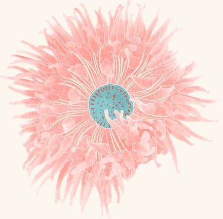 Dahlia Anemone — an illustrated motif from the Billion Oyster Project mural