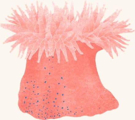 Dahlia Anemone — an illustrated motif from the Billion Oyster Project mural