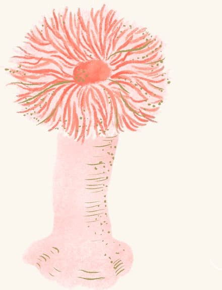 Frilled Anemone — an illustrated motif from the Billion Oyster Project mural