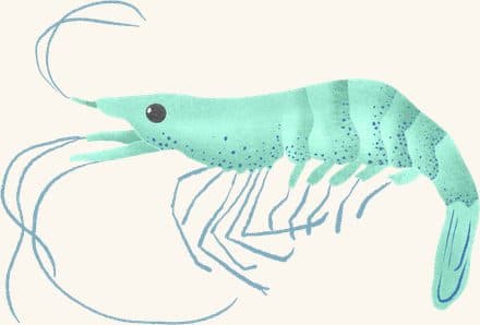 Grass Shrimp — an illustrated motif from the Billion Oyster Project mural