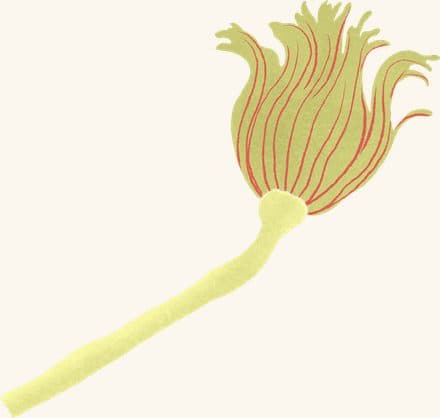 Hydroid — an illustrated motif from the Billion Oyster Project mural