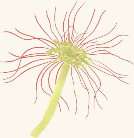 Hydroids — an illustrated motif from the Billion Oyster Project mural