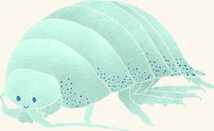 Isopod — an illustrated motif from the Billion Oyster Project mural