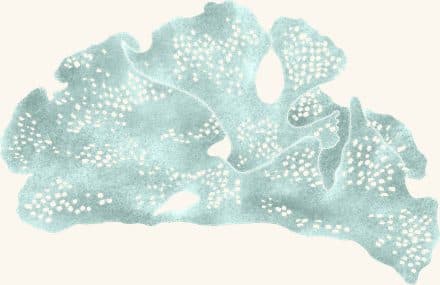 Lacy Bryozoans — an illustrated motif from the Billion Oyster Project mural