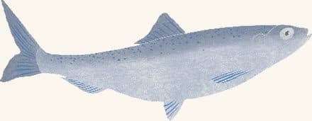 Menhaden — an illustrated motif from the Billion Oyster Project mural