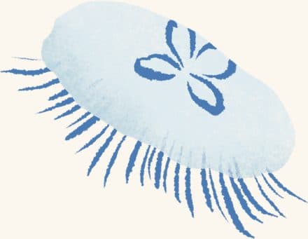 Moon Jelly — an illustrated motif from the Billion Oyster Project mural