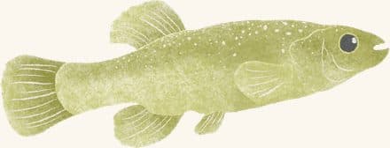 Mummichogs — an illustrated motif from the Billion Oyster Project mural