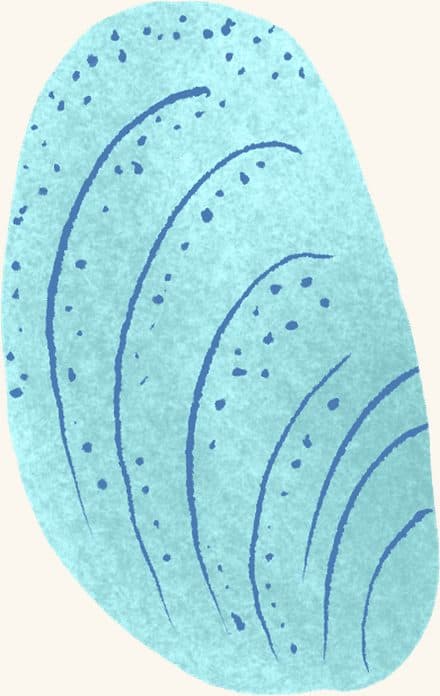 Mussel — an illustrated motif from the Billion Oyster Project mural