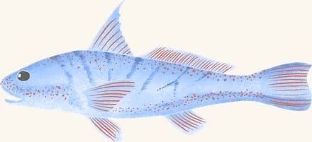 Northern Kingfish — an illustrated motif from the Billion Oyster Project mural