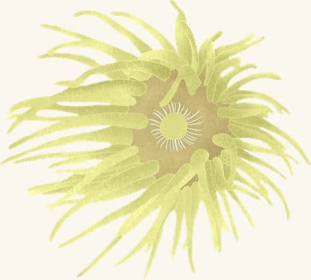 Orange Striped Green Anemone — an illustrated motif from the Billion Oyster Project mural