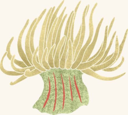 Orange Striped Green Anemone — an illustrated motif from the Billion Oyster Project mural